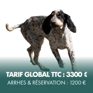 Chien de pied femelle