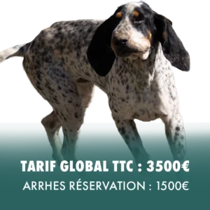 Chien de pied femelle