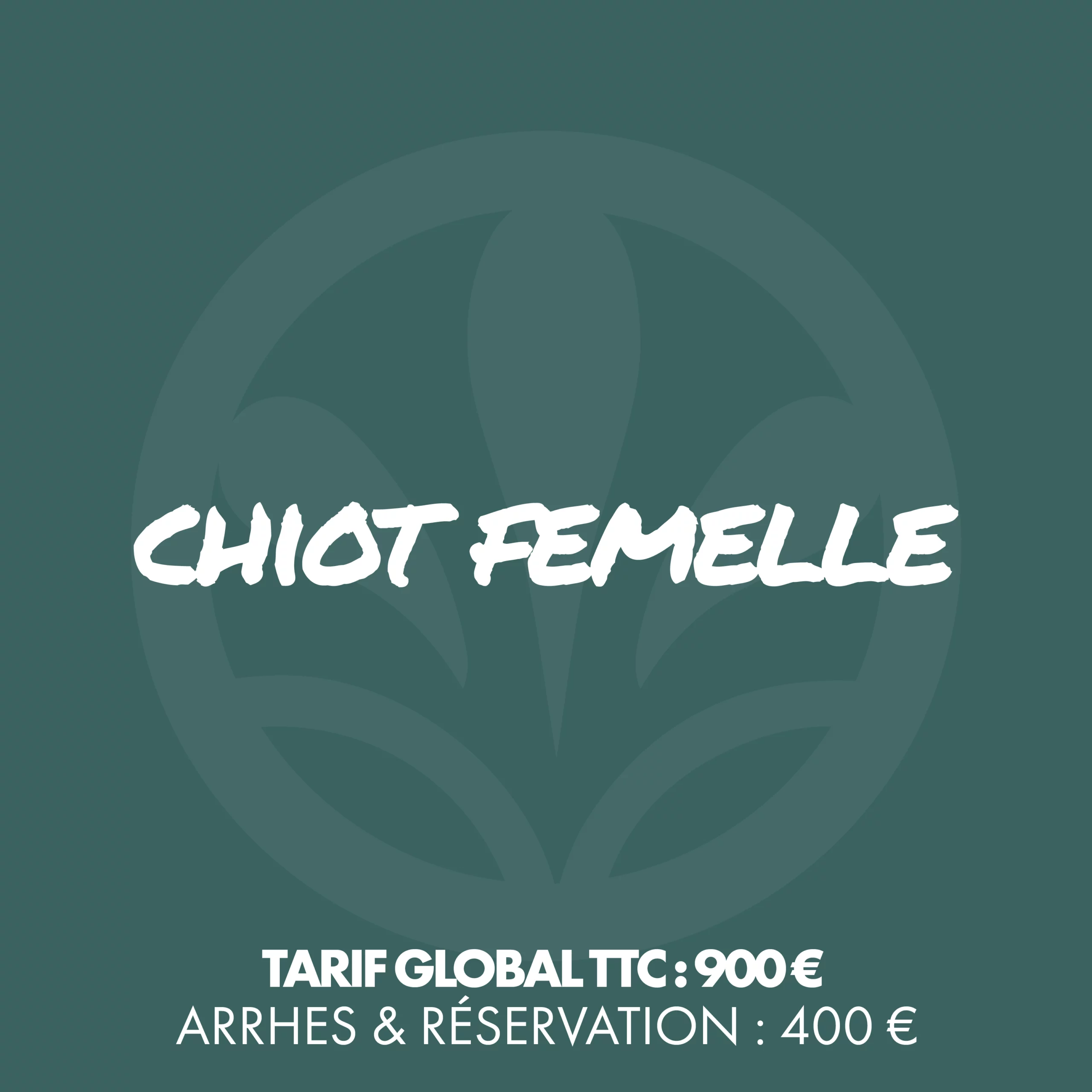 Chiot femelle