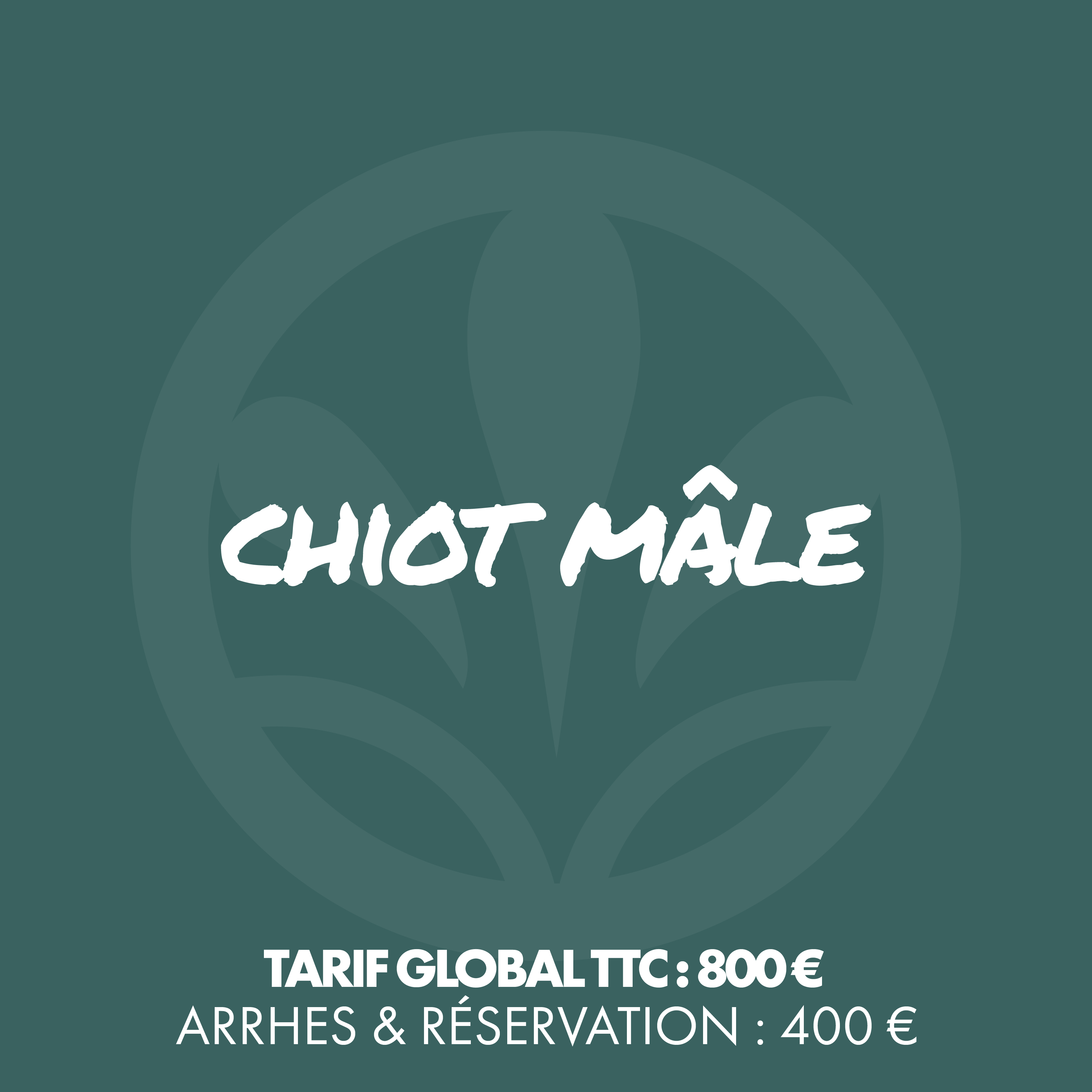 Chiot mâle
