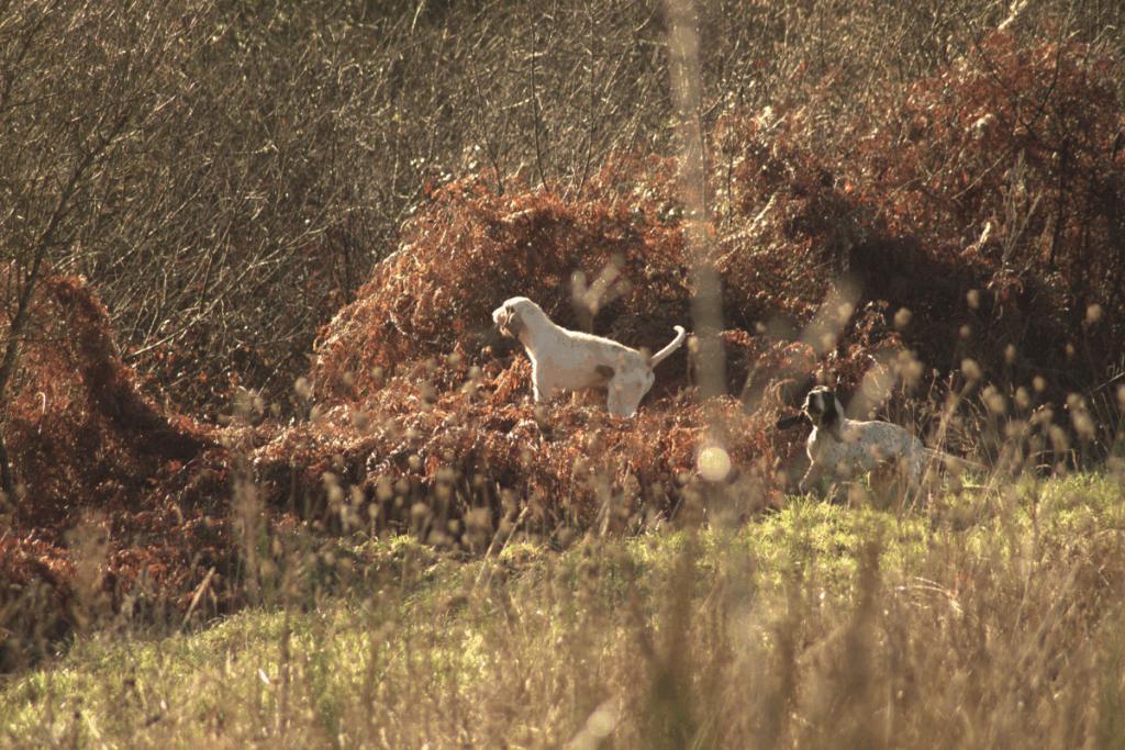 chien courant au ferme dans une forêt dense