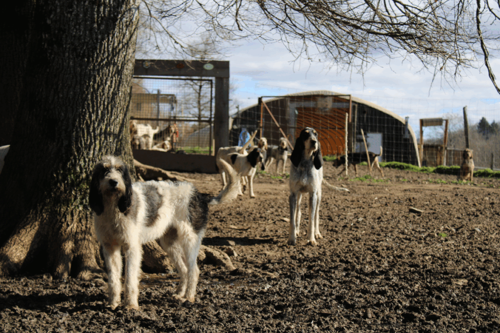 chiens courants dans un parc d’élevage
