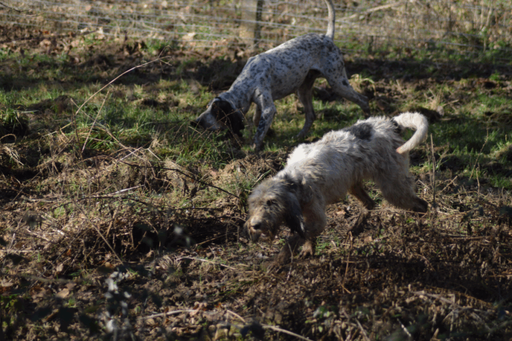 chien courant en dressage dans un parc