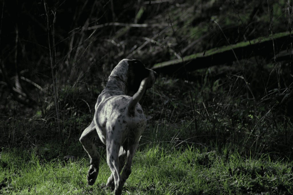 chiens courants sanglier compétition