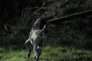 chiens courants sanglier compétition