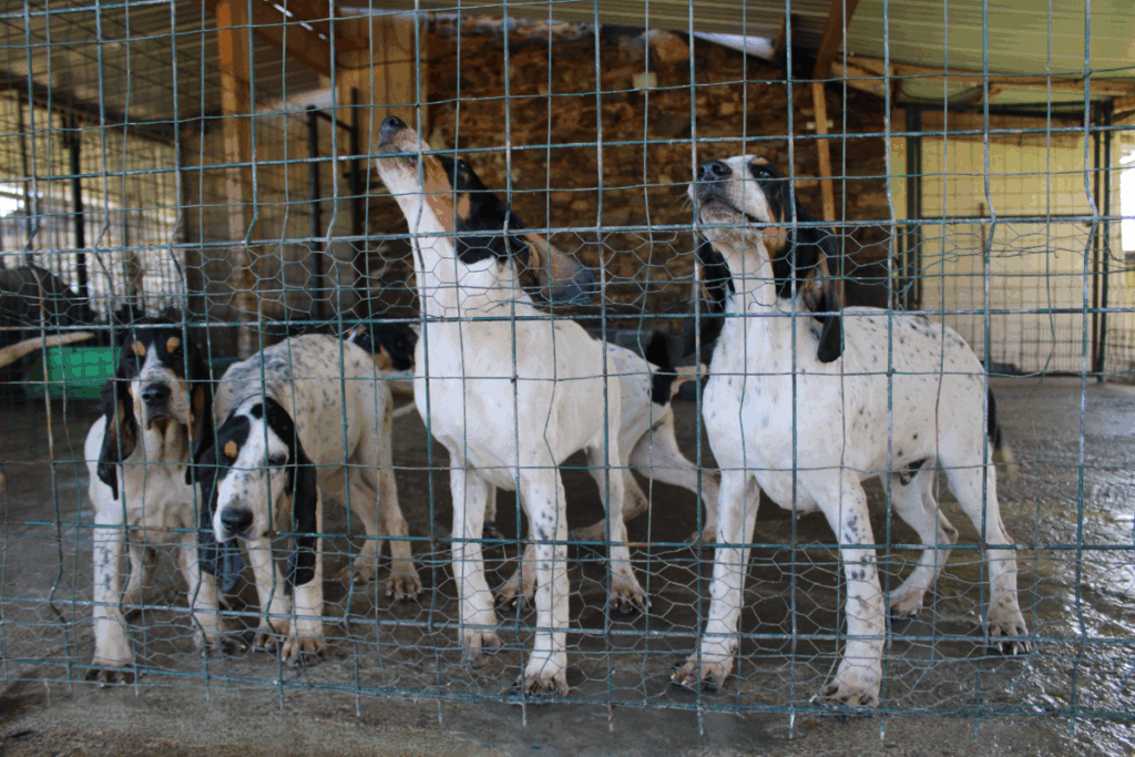 chiots de chasse issus d’un élevage sélectionné