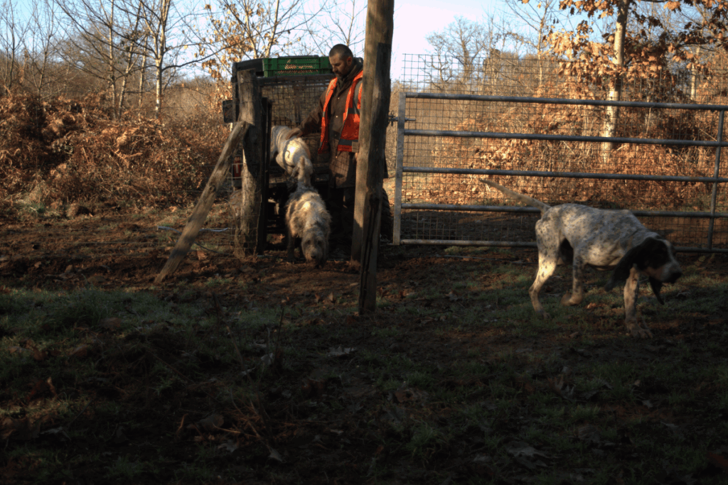 équipe de chasseurs avec leurs chiens au sanglier