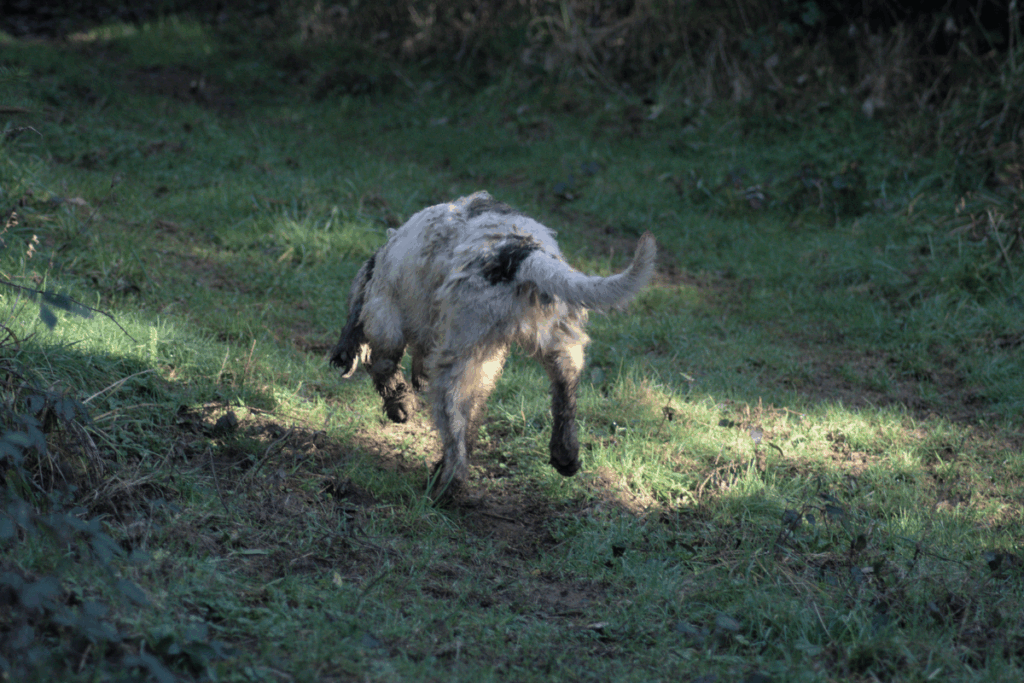 sélection génétique élevage chiens courants