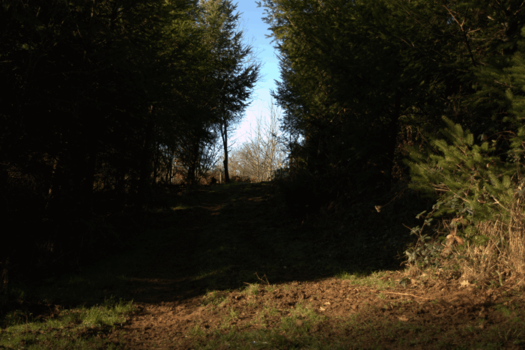 type de terrain pour choisir son chien de chasse