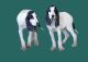 Nos chiots