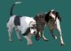 Nos chiens de pied